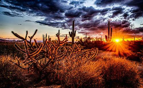 north scottsdale sunlight pass through cactus during golden hour scottsdale